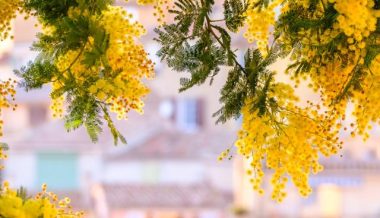 mimosa-bormeslesmimosas-provence